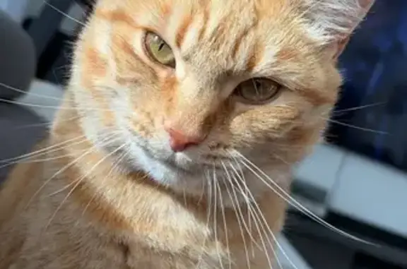 Chat perdu, Rue du Hapchot, 83, Laglorieuse, Hendaye - collier anti-puce avec médaillon rose - photo