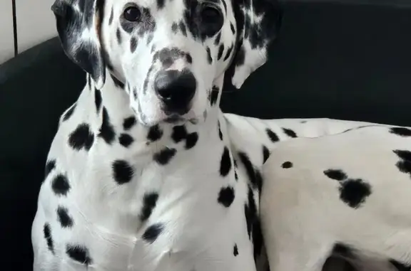 Animaux perdus Paris, photo: Chien perdu, Place du Général de Gaulle, Somain - dalmatien craintif