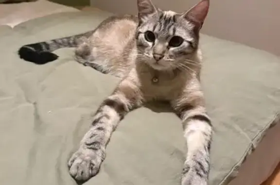 Chat perdu, Rue du Castellet, Marseille - Voyou, 2 ans, collier avec numéro - photo