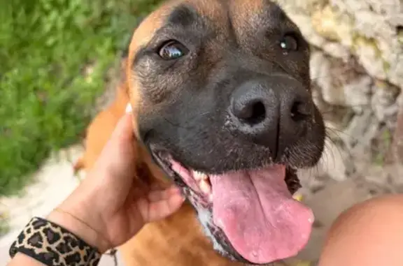 Animaux trouvés Septèmes-les-Vallons, photo: Chien trouvé, Avenue Victor Roman, Septèmes-les-Vallons - femelle type malinois