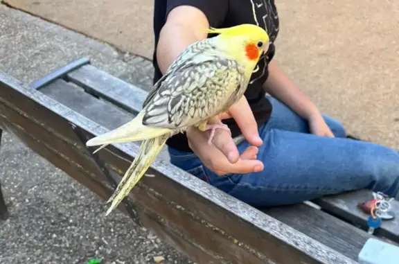 Animaux perdus Lyon, photo: Oiseau perdu, centre-ville, Grenoble - femelle calopsitte jaune et grise