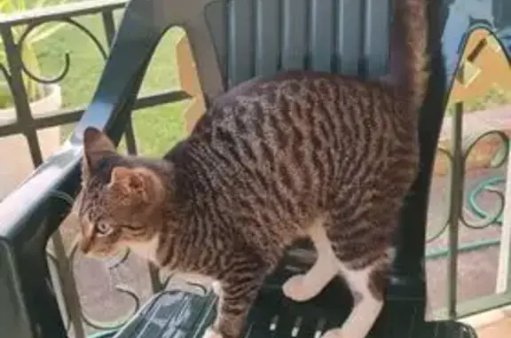 Lost female cat, Saint Marys, New South Wales - mainly dark grey with white paws - photo