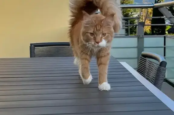 Animaux perdus Feigères, photo: Chat perdu, Allée du Marais, Feigères - MainCoon de 4 ans