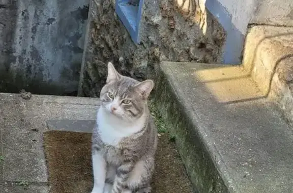 Animaux trouvés Vitry-sur-Seine, photo: Chat trouvé, Rue Pasteur, Choisy-le-Roi - gris et blanc tigré