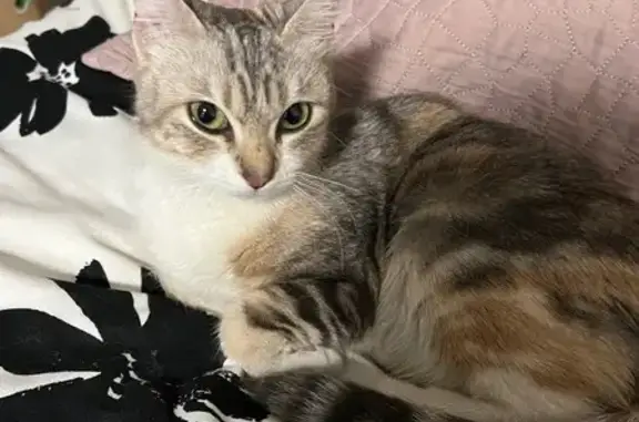 Animaux trouvés Nice, photo: Chat trouvé, La Canebière, Marseille - femelle tachetée