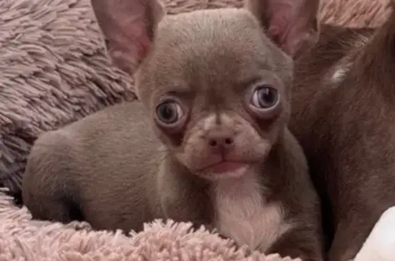 Зникла собака, Бориспіль - photo