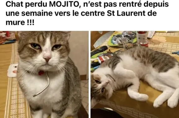Animaux perdus Saint-Laurent-de-Mure, photo: Chat perdu, Avenue Jean Moulin, Saint-Laurent-de-Mure - mâle blanc écaille