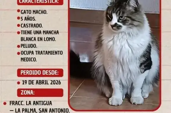 Perdido gato, Cactus, 356, Pachuca de Soto - necesita tratamiento médico - photo