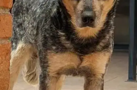 Encontrado perro macho, Camino...