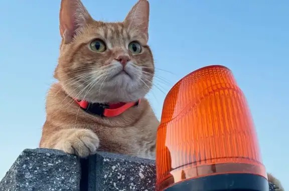 Зникла кішка, Козацька вулиця, 24/23, Гатне - рудий з помаранчевим нашийником - photo