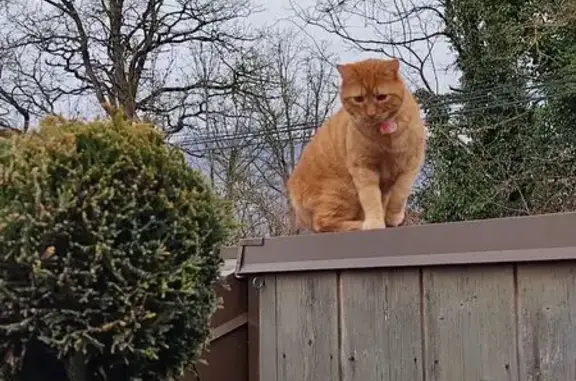 Chat perdu, Rue du Saget, Chindrieux - mâle timide - photo