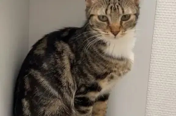 Chat perdu, Rue Amiral Roussin, Dijon - femelle tigrée non stérilisée - photo