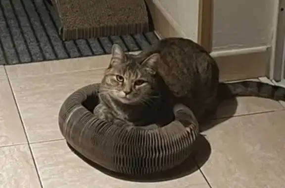 Chat perdu, Route de Genève, Rillieux-la-Pape - femelle tatouée et pucée - photo