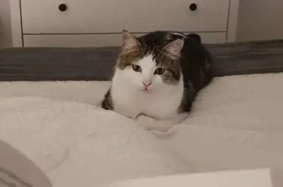 Animales perdidos Badajoz, foto: Perdido gato macho, Calle Benito Pérez Galdós, 4, Badajoz - blanco con manchas oscuras