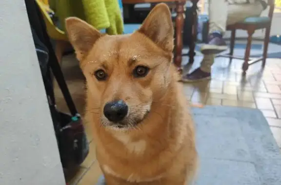 Chien perdu, Wattignies, Hauts-de-France - croisé shiba roux - photo