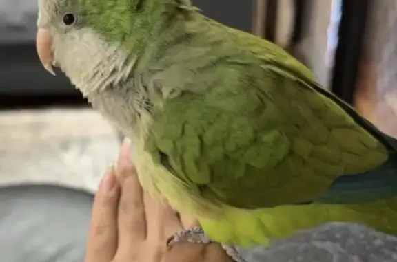Lost pets North Kellyville, photo: Lost bird, Cattai Creek Drive, North Kellyville - green parakeet