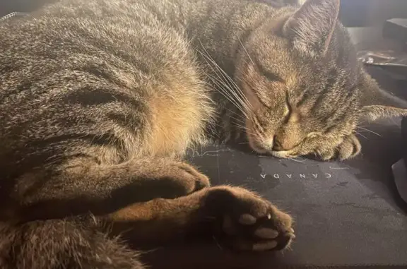 Lost cat, Fond Du Lac Road, Rancho Palos Verdes - small tabby named Sir - photo