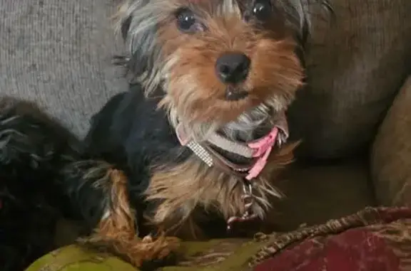 Lost dog, East Apache Boulevard, 1734, Tempe - tiny yorkie - photo