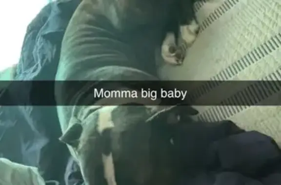 Lost dog, Wiggins, Mississippi - male American Bully XL - photo