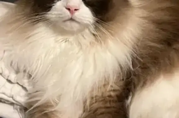 Lost male cat, Whisper Dr, Columbia, Arlington - ragdoll with black bi-color mask - photo