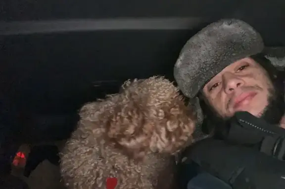 Lost dog, North Olden Avenue, 1668, Ewing Township, Trenton - male, named Aurous Maria - photo