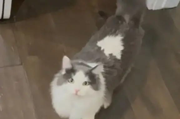 Lost cat, North Street, Ogden - grey and white male with blue collar - photo