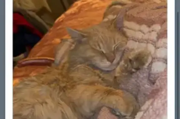 Lost male cat, Hendricks Place, 226, Indianapolis - tan with a purple tint on neck - photo