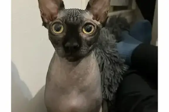 Perdido gato, Carrer Inmaculada del Pla, 3, Alacant - hembra esfinge recién operada - photo