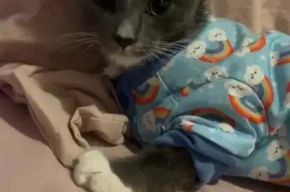 Lost male cat, Mortimer Street, 20, West Torrens, Unley - grey with white paws - photo