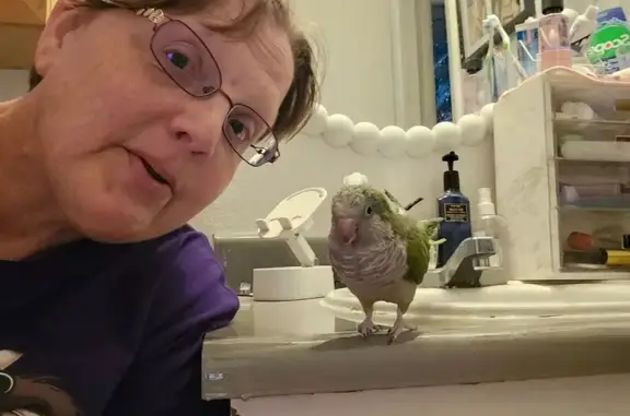 Lost and found pets Dolan Springs, photo: Lost bird, North Webster Street, North Las Vegas - female quaker