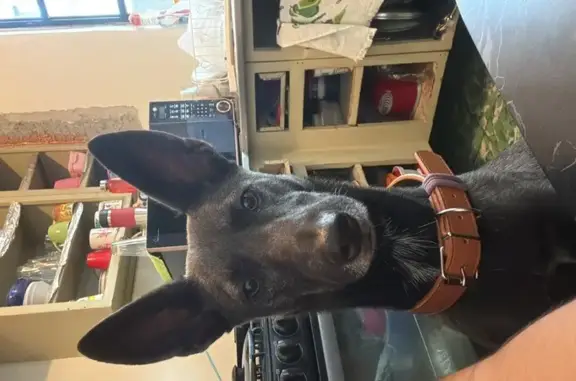 Perro perdido Hembra, Guadalupe (mxl489312) - photo