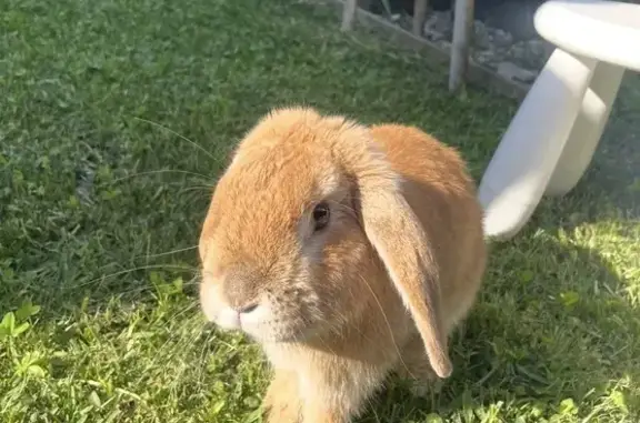 Lost pets Auburn, photo: Lost rabbit, Farrell Road, Auburn - golden brown and friendly