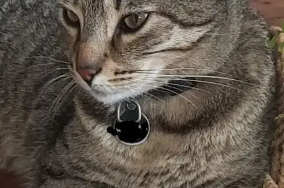 Chat perdu, Nîmes, photo: Chat perdu, Rue des Saladelles, Saint-Nazaire - femelle tigrée avec collier noir
