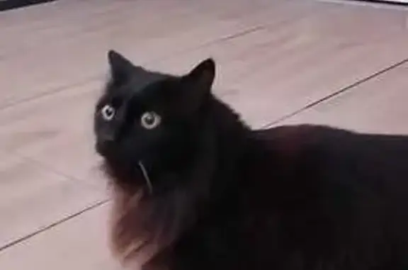 Chat perdu, Auribeau-sur-Siagne, photo: Chat perdu, Allée du Sault, Auribeau-sur-Siagne - noir poil long