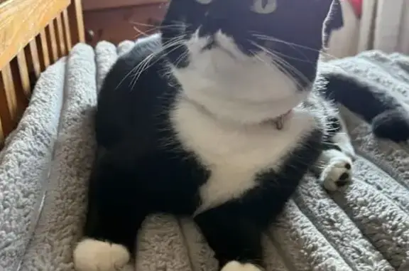 Lost cat, Balmore Close, Bolton - female named Sox - photo