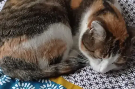 Animaux perdus Billom, photo: Chat perdu, Lotissement Camp de César, Billom - femelle tricolore