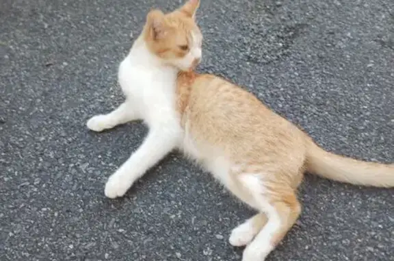 Chat perdu, Toulouse, photo: Chat perdu, Rue Clemence Isaure, Revel - roux et blanc