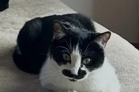 Chat perdu, Boulevard Sakakini, Marseille - tache noire sous le nez - photo