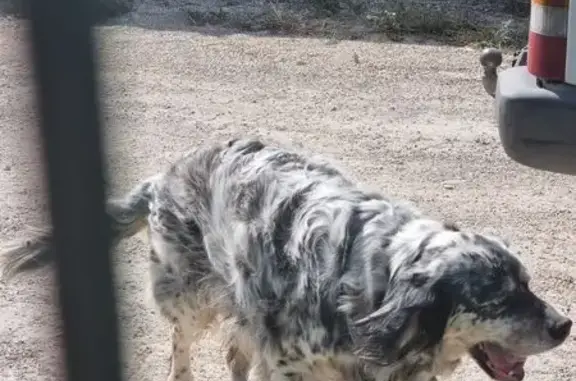 Animaux trouvés Châteaurenard, photo: Chien trouvé, Montée Notre Dame, Châteaurenard - femelle setter anglais