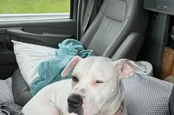 Lost dog, Oak Street, Kansas City - photo