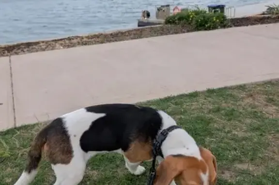 Lost pets Adelaide, photo: Lost dog, Charles Sturt, Adelaide