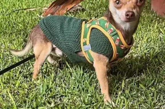Lost dog, Murdoch Drive, 96, Rockingham - male Chihuahua - photo