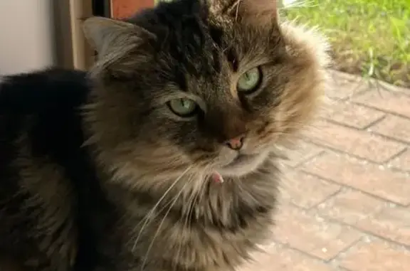 Lost cat, Samuel Court, City of Whittlesea - 8-year-old male tabby - photo