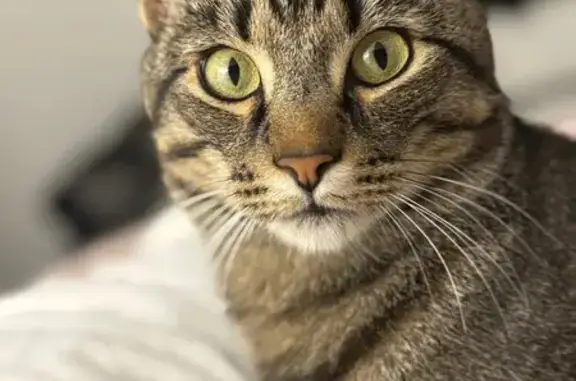 Animaux perdus Paris, photo: Chat perdu, Chemin de la Justice, Châtenay-Malabry, Paris - mâle de 2 ans