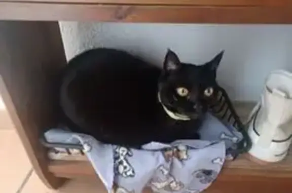 Gato perdido, Tarifa, Salamanca - color negro con ojos amarillos - photo