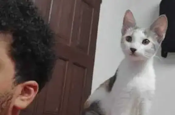 Gato desaparecido Fêmea (brl00...