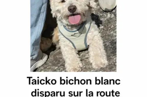 Animaux perdus Nantes, photo: Chien perdu, Route de l'Île Tudy, Combrit - très peureux