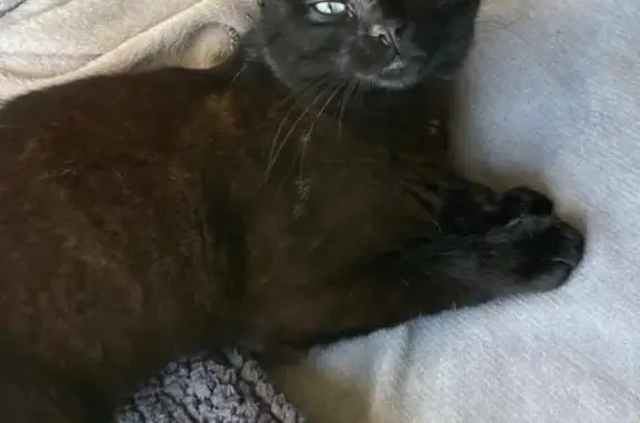Animaux perdus Brunoy, photo: Chat perdu, Vert-Saint-Denis, Brunoy - mâle d'environ 1 an