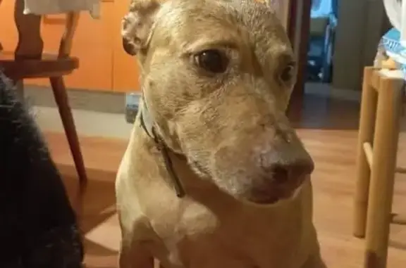 Perdido perro hembra, Avenida de Pulianas, Granada - rubia canela y gordita - photo