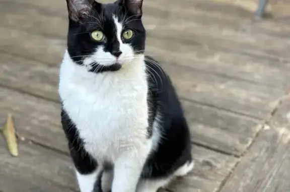 Chat perdu mâle, Rue Clémence Royer, Nantes - noir et blanc - photo